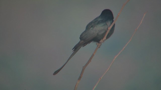 Black Drongo - ML630970882