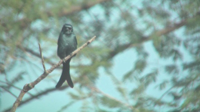 Black Drongo - ML630970922