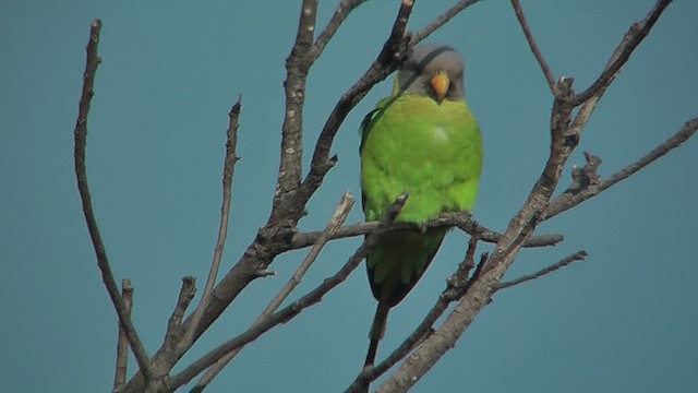 Plum-headed Parakeet - ML630970933