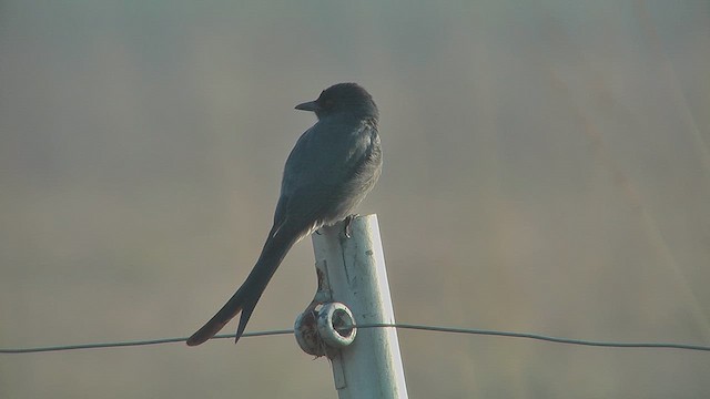 Kül Rengi Drongo - ML630970941