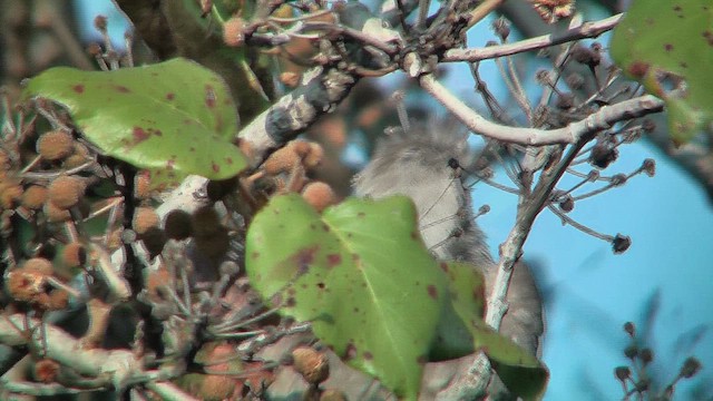Indian Gray Hornbill - ML630970982
