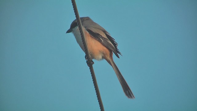 Gray-backed Shrike - ML630971076