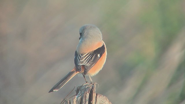 Алаг дунхай - ML630971138