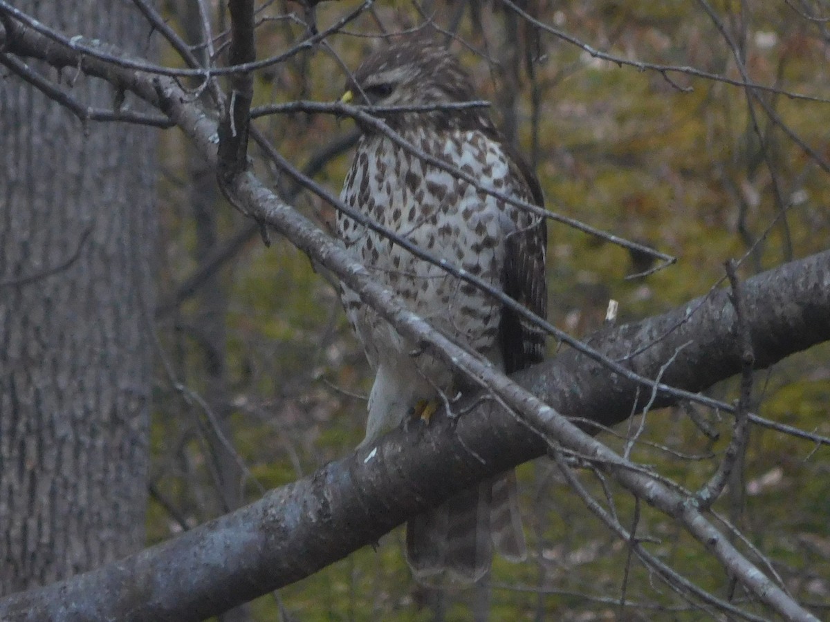 Red-shouldered Hawk - ML630971155