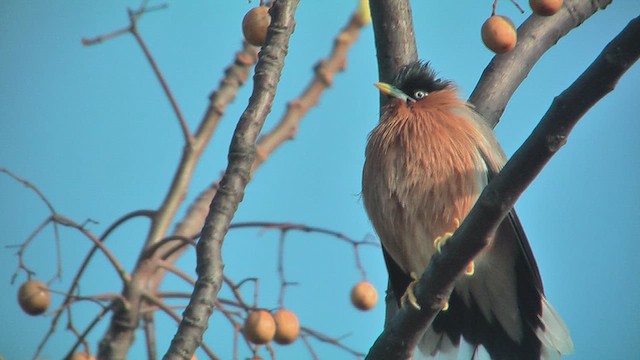 Браминский скворец - ML630971217