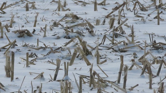 Horned Lark - ML630971272
