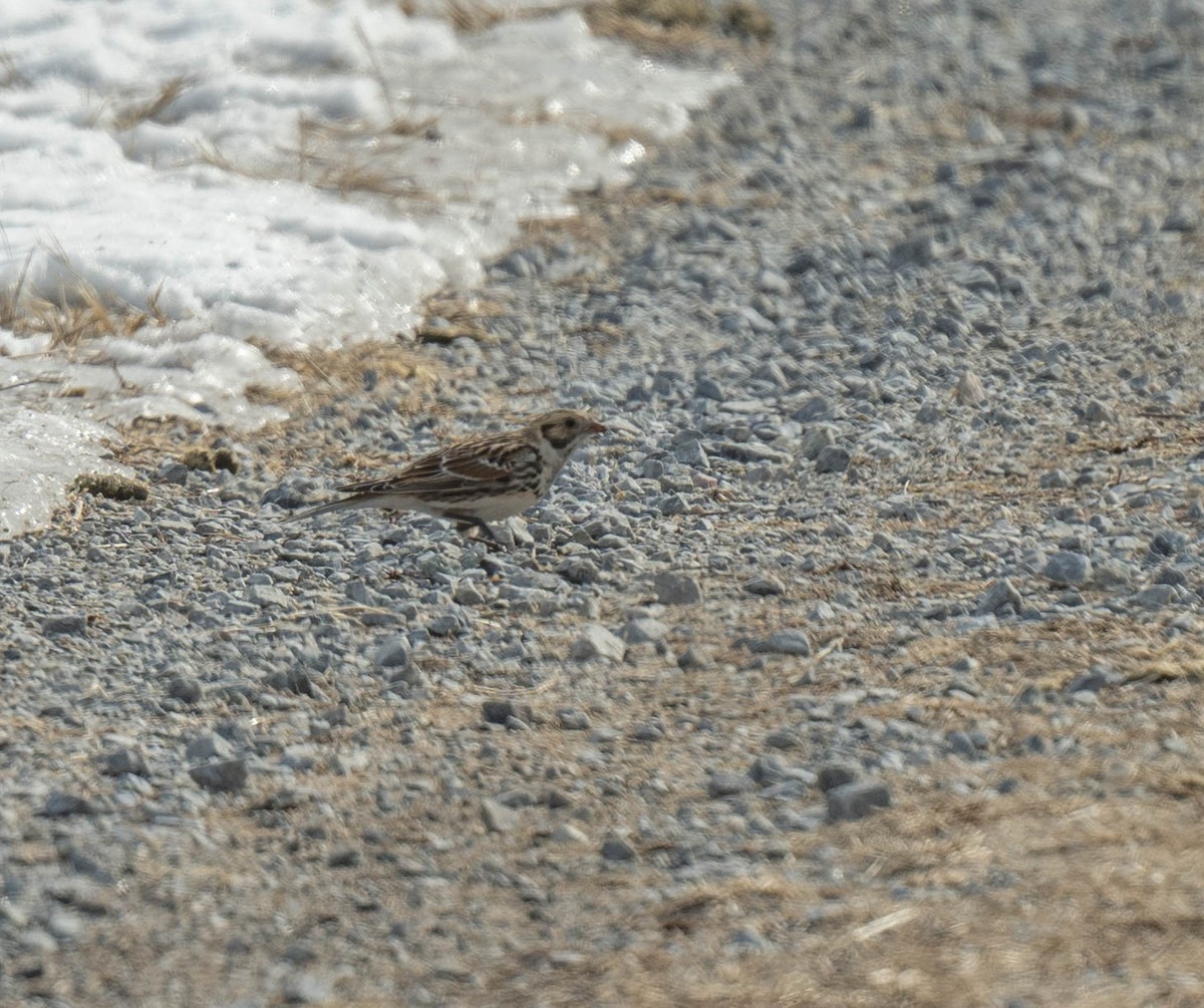 ostružka severní - ML630971285