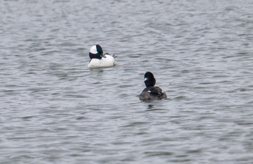 Bufflehead - ML630971367