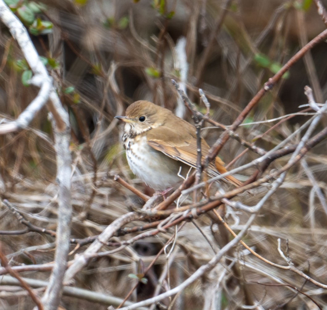 Hermit Thrush - ML630971375