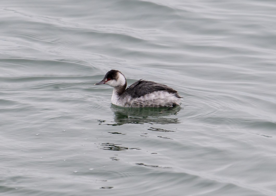 Horned Grebe - ML630971404