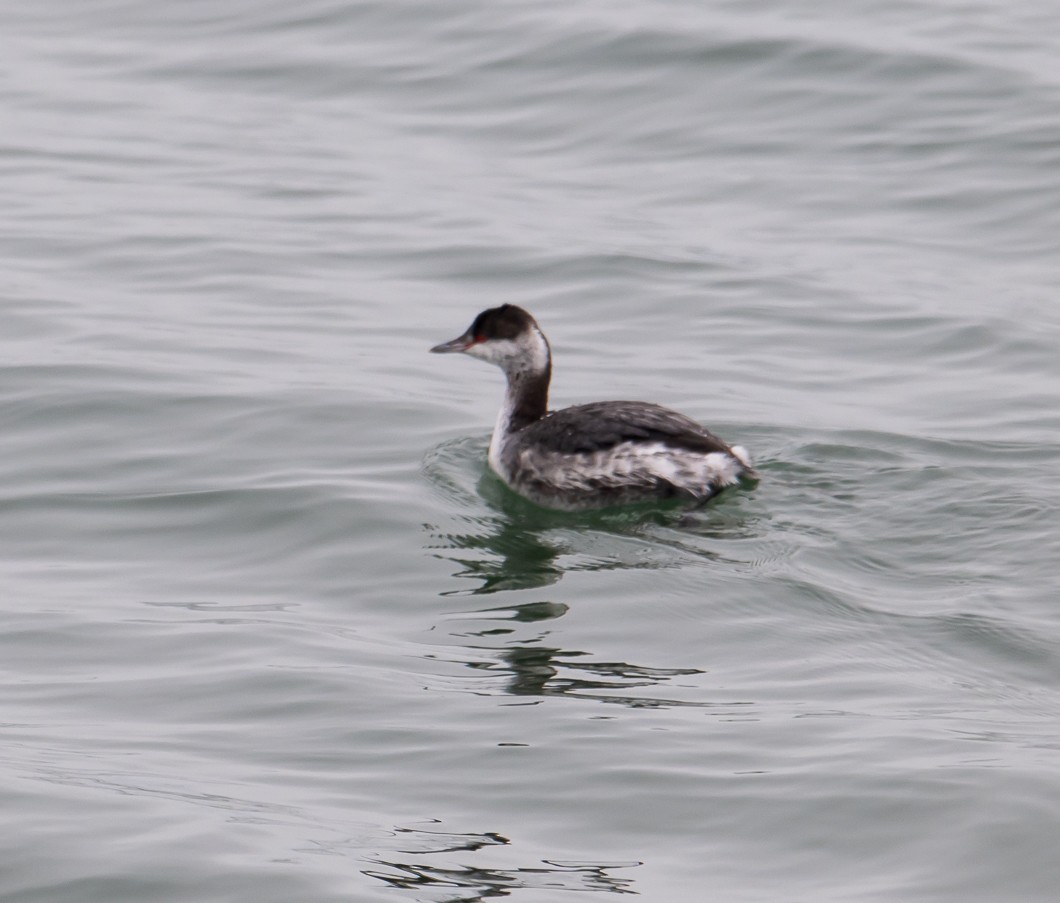 Horned Grebe - ML630971405