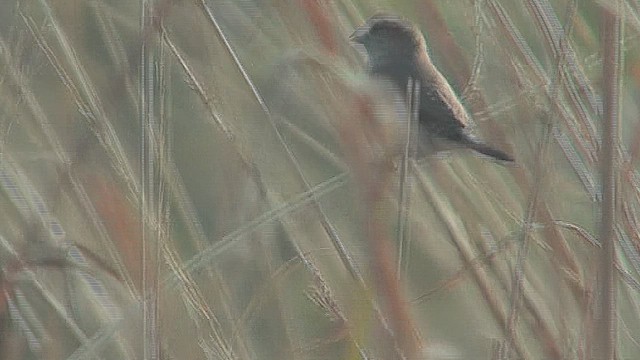 Indian Silverbill - ML630971415