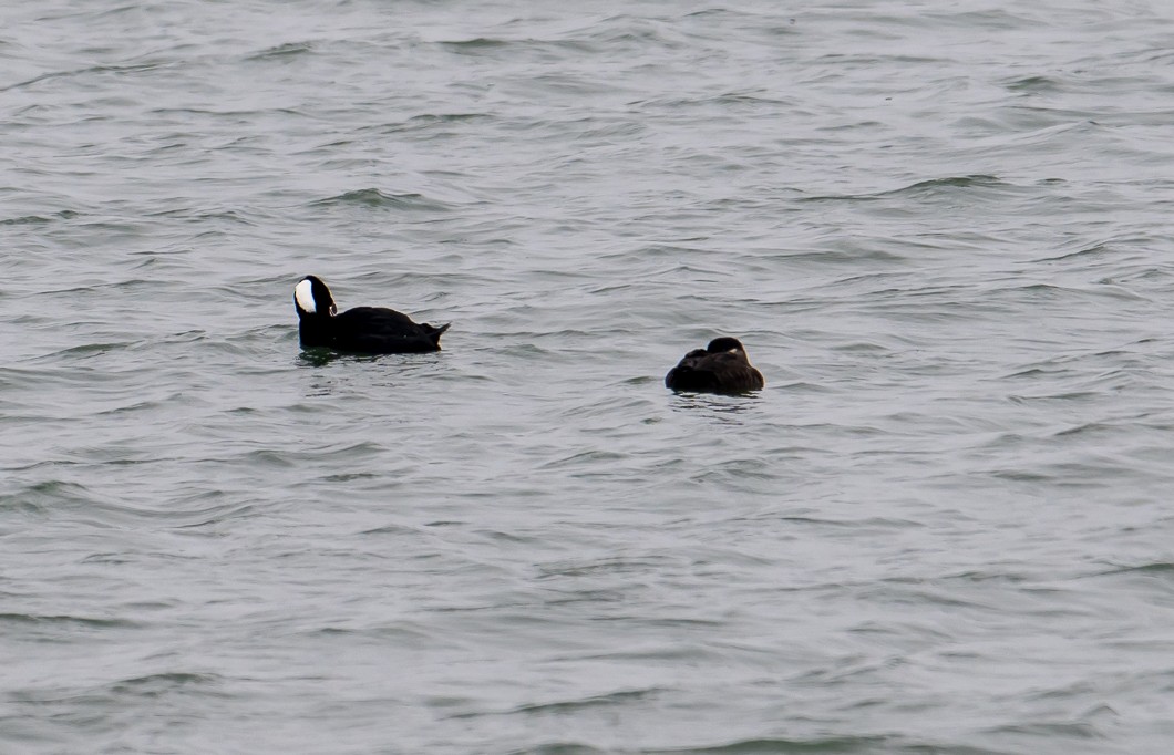 Surf Scoter - ML630971416