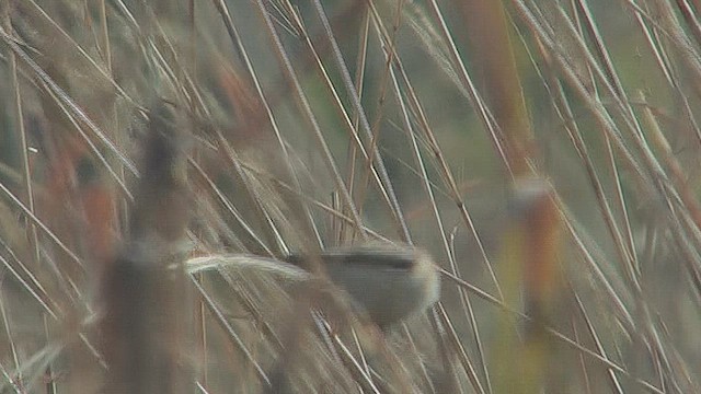 Indian Silverbill - ML630971440