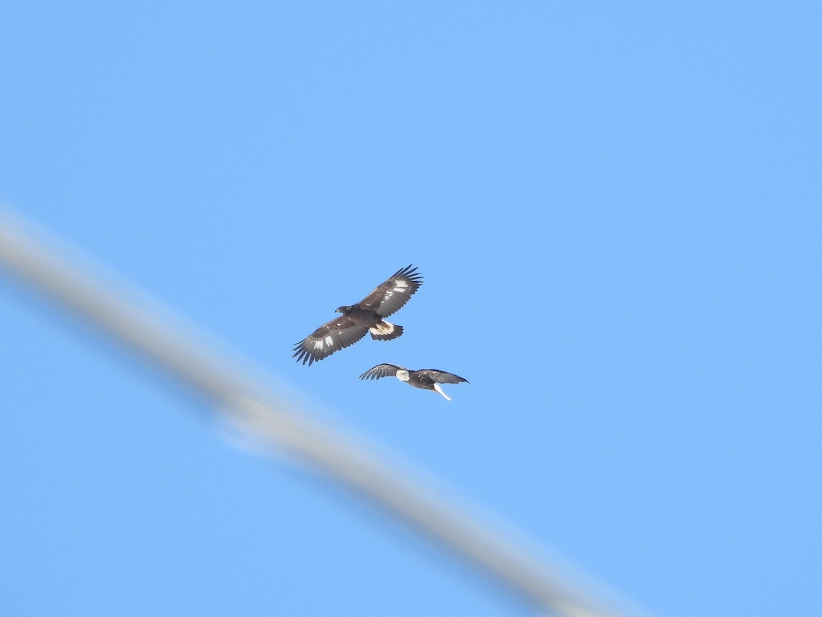 Golden Eagle - ML630971484