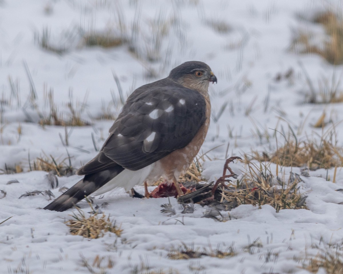 Sharp-shinned Hawk - ML630971713