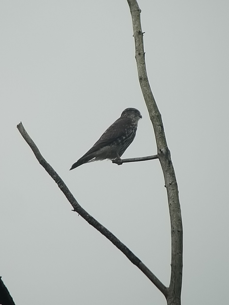 Merlin - ML630971742