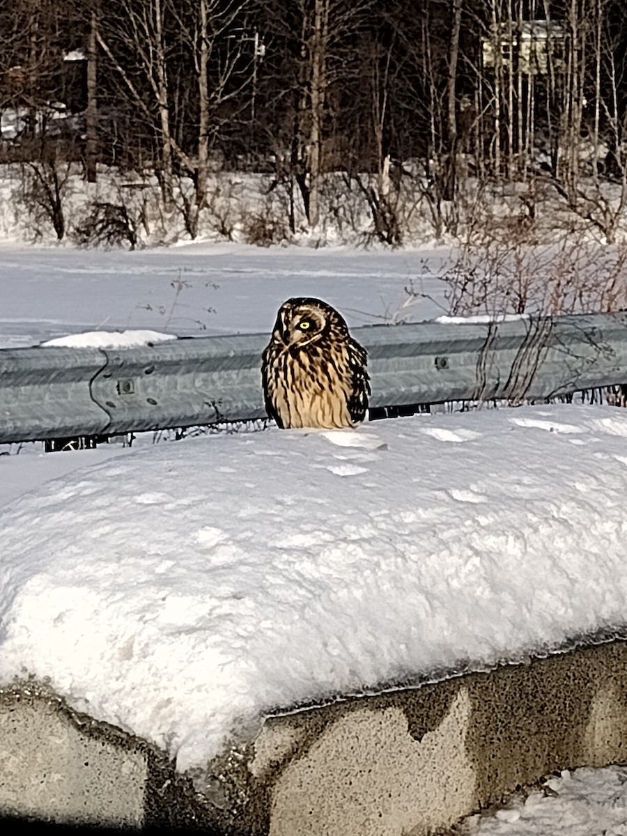 短耳鴞 - ML630971743