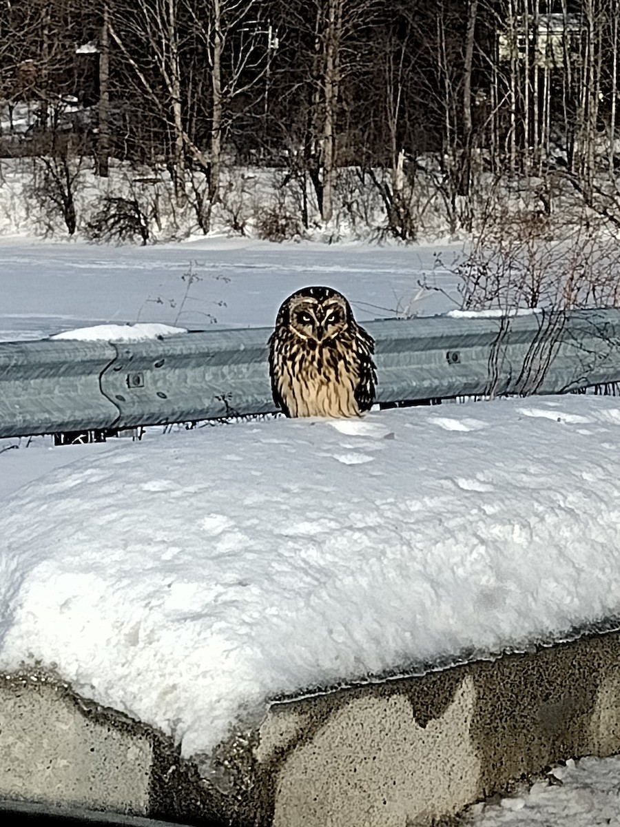 短耳鴞 - ML630971744