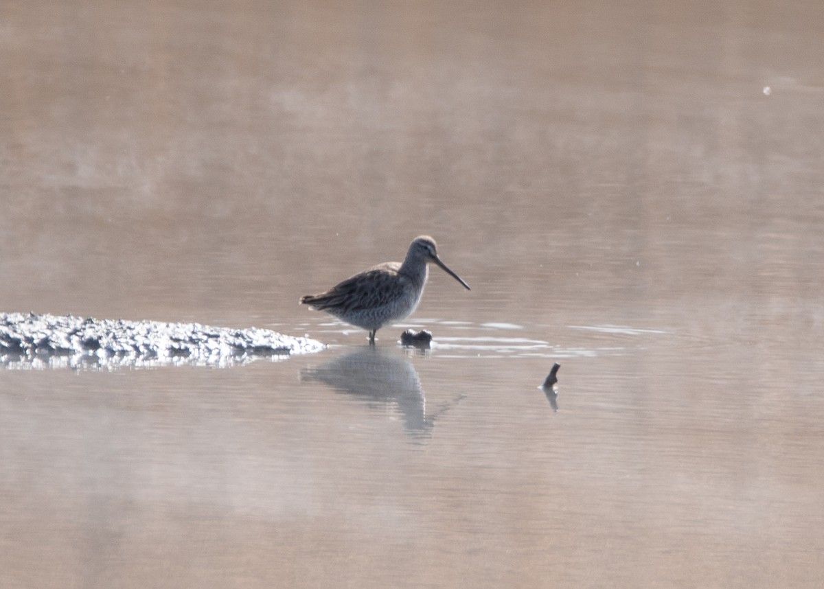 Long-billed Dowitcher - ML630971762