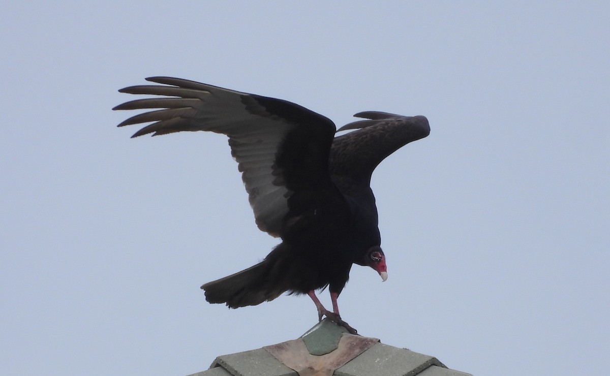 Turkey Vulture - ML630971920