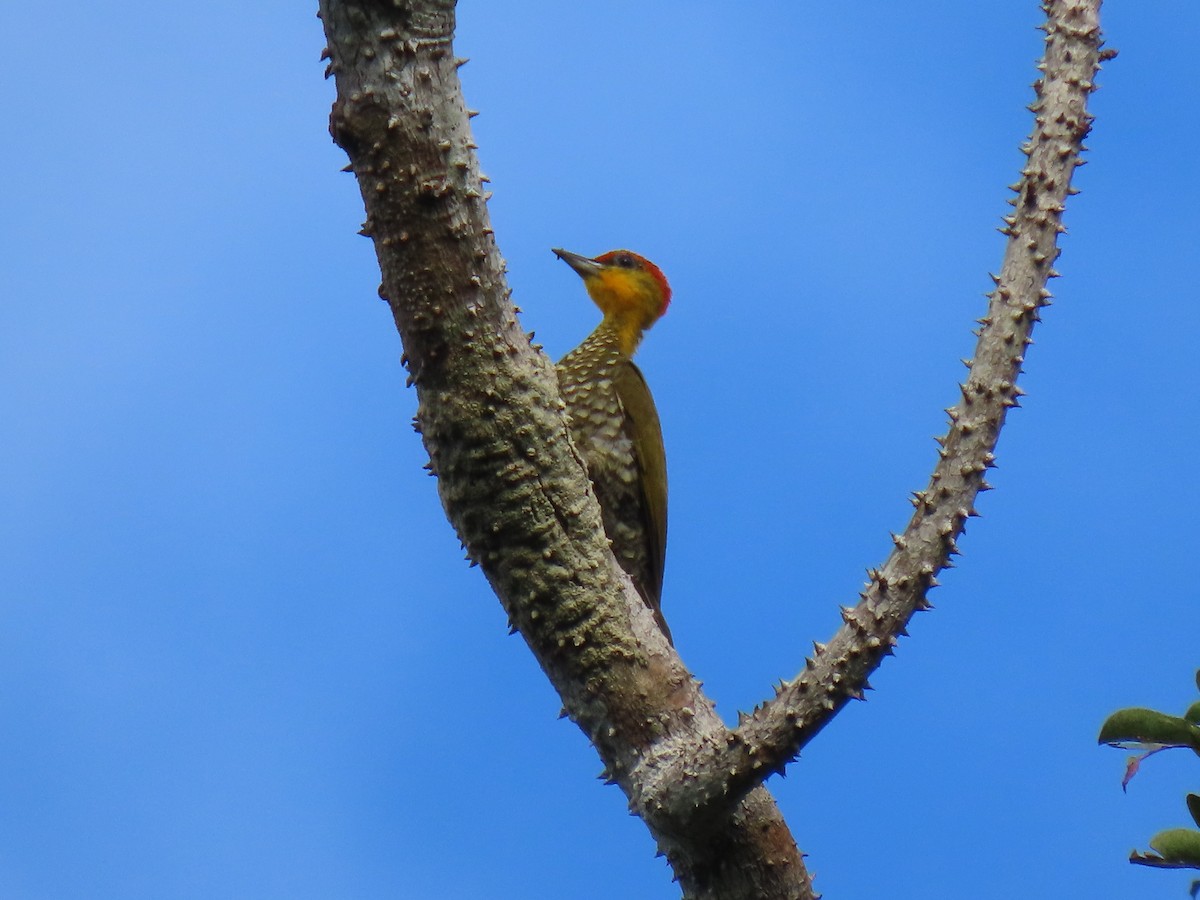 Yellow-throated Woodpecker - ML630971926