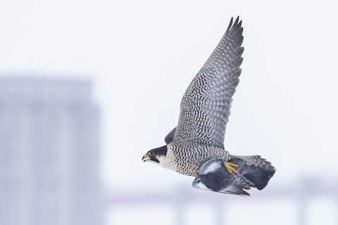 Peregrine Falcon (North American) - Falco peregrinus anatum