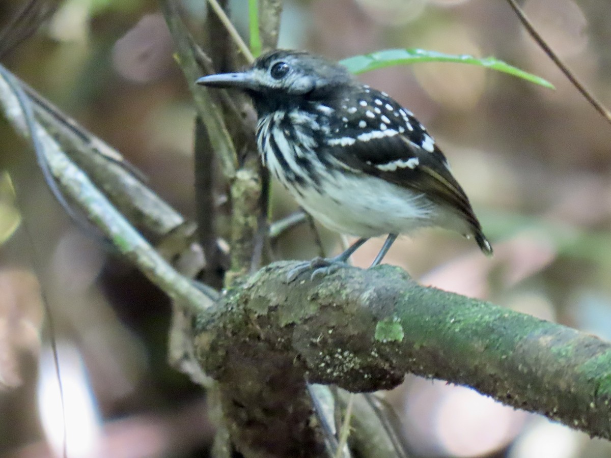 Dot-backed Antbird - ML630972083