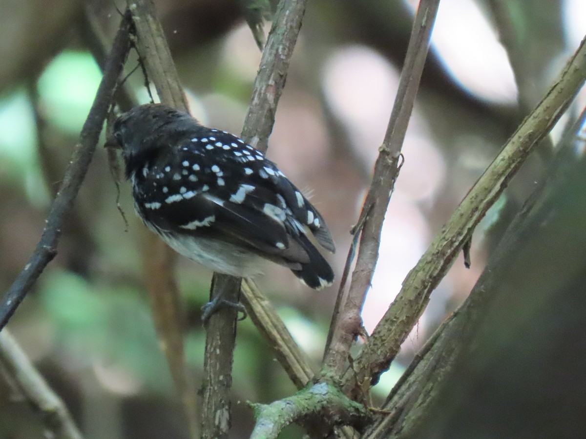 Dot-backed Antbird - ML630972084