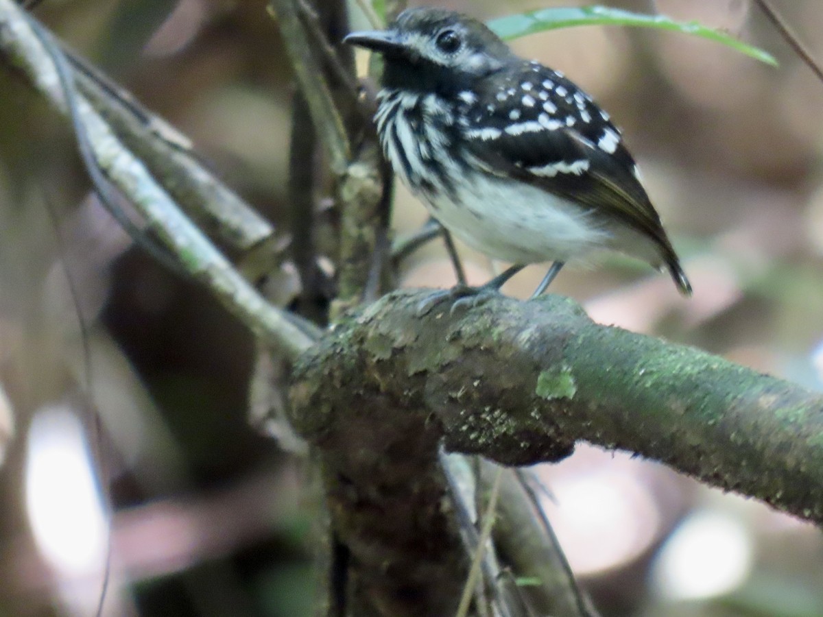 Dot-backed Antbird - ML630972085