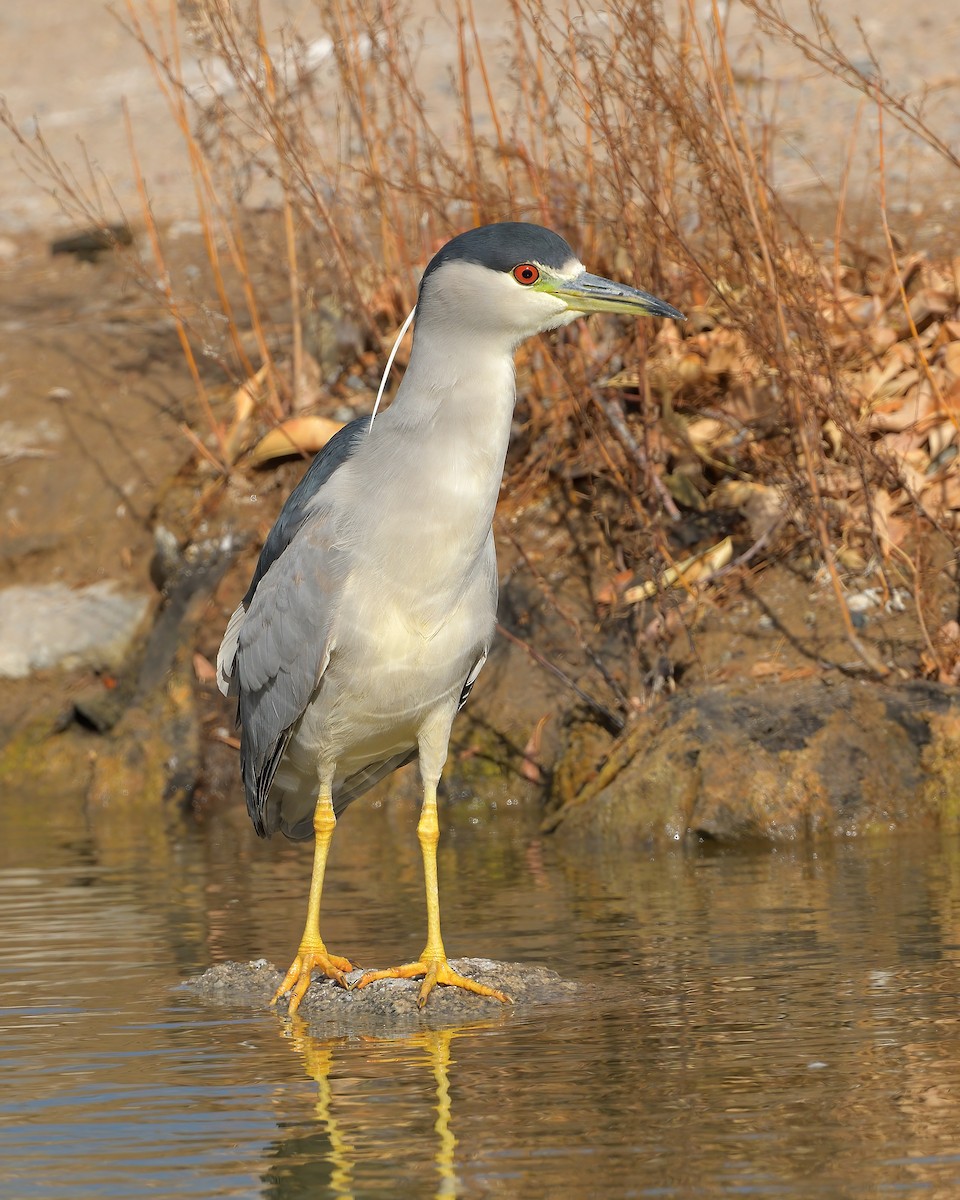 Black-crowned Night Heron - ML630972163