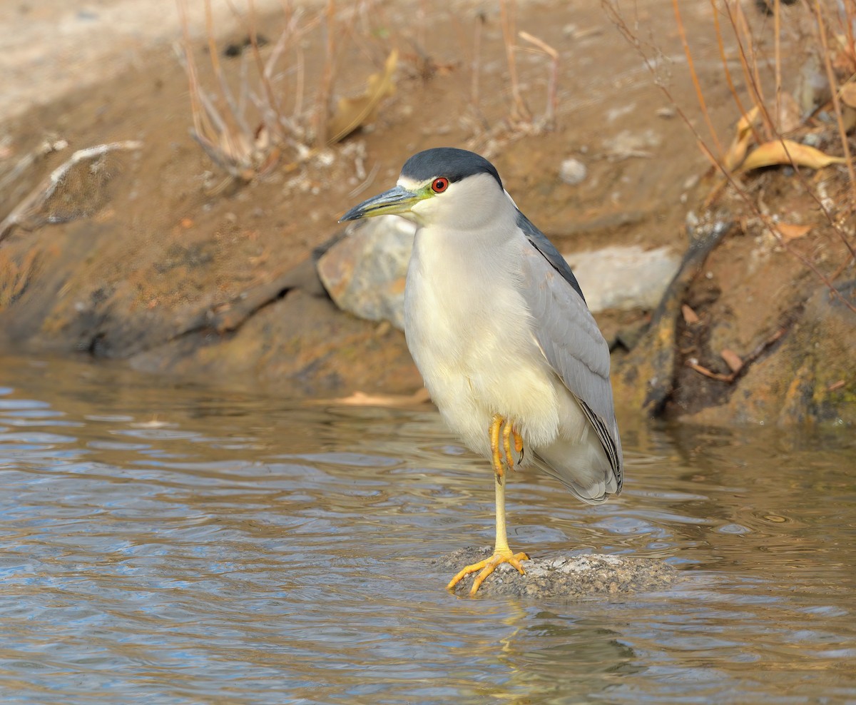 Black-crowned Night Heron - ML630972165