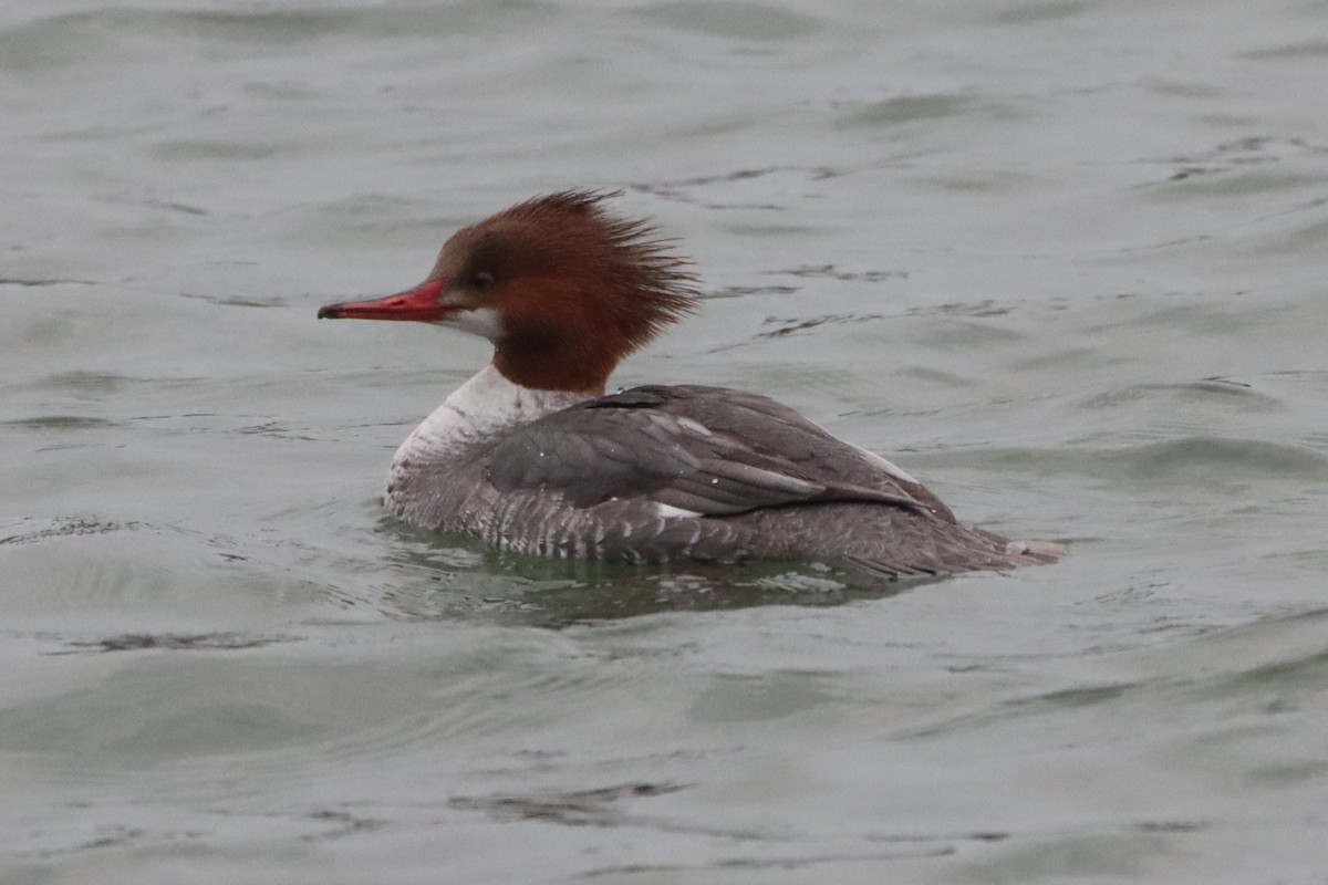 Common Merganser (North American) - ML630972181