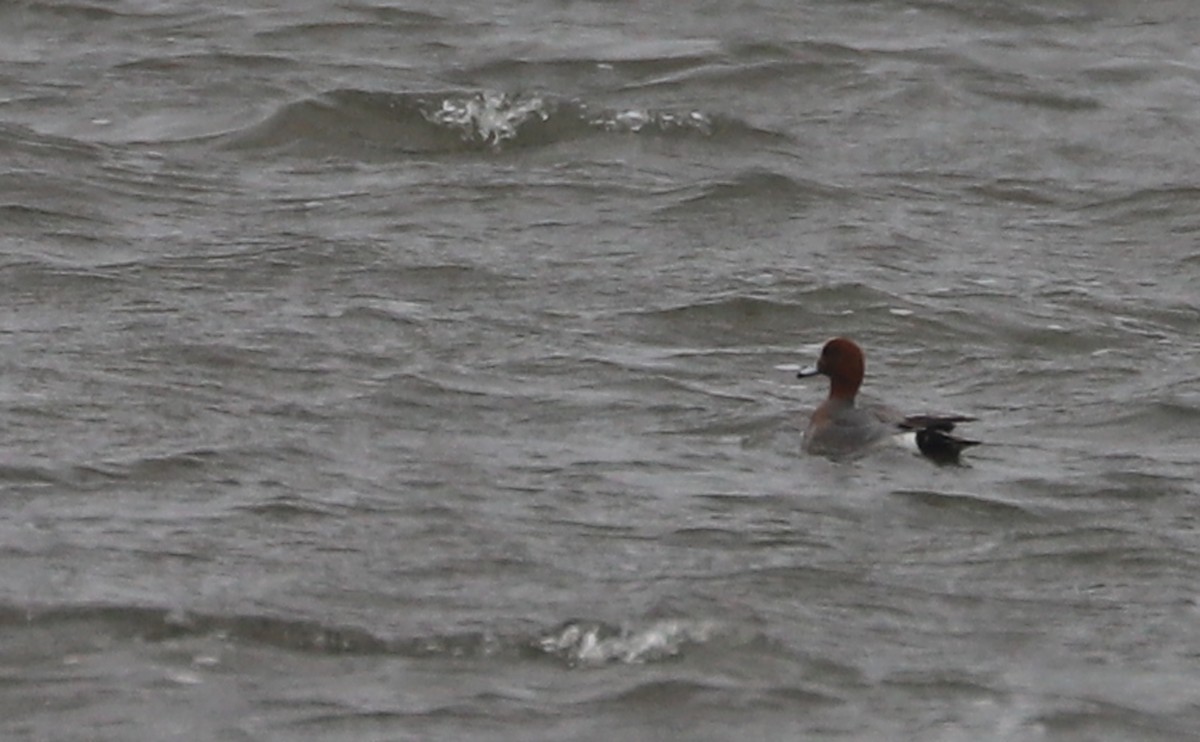 Eurasian Wigeon - ML630972197