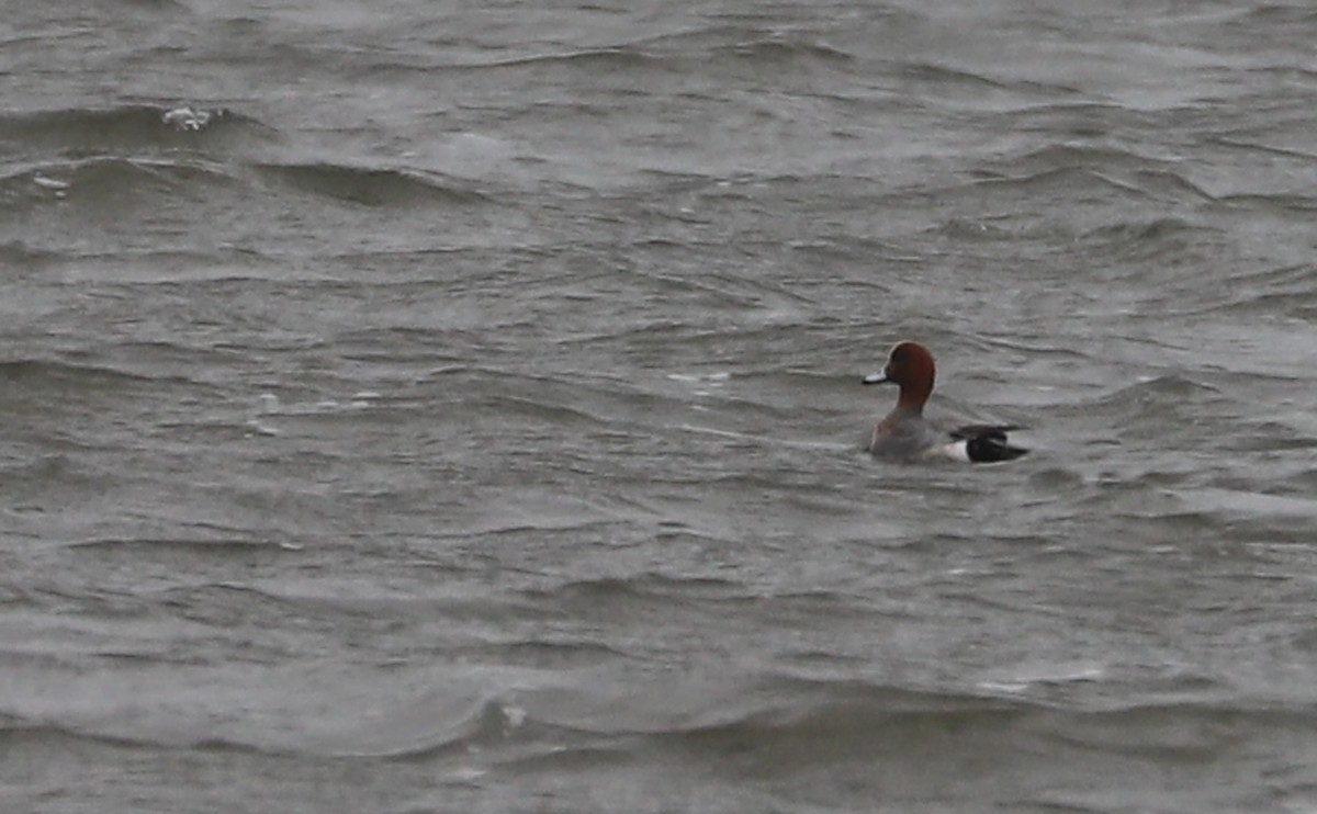 Eurasian Wigeon - ML630972200