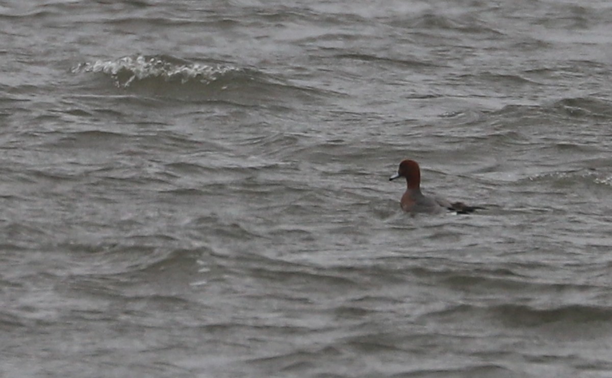 Eurasian Wigeon - ML630972202
