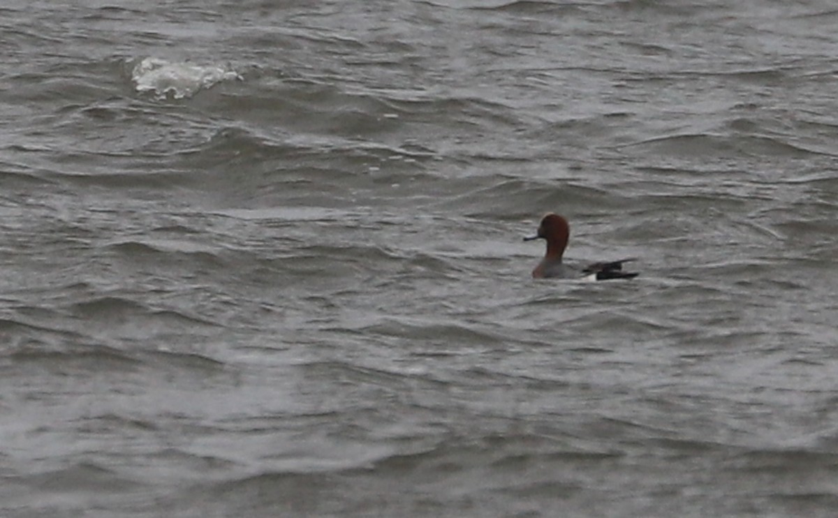 Eurasian Wigeon - ML630972210