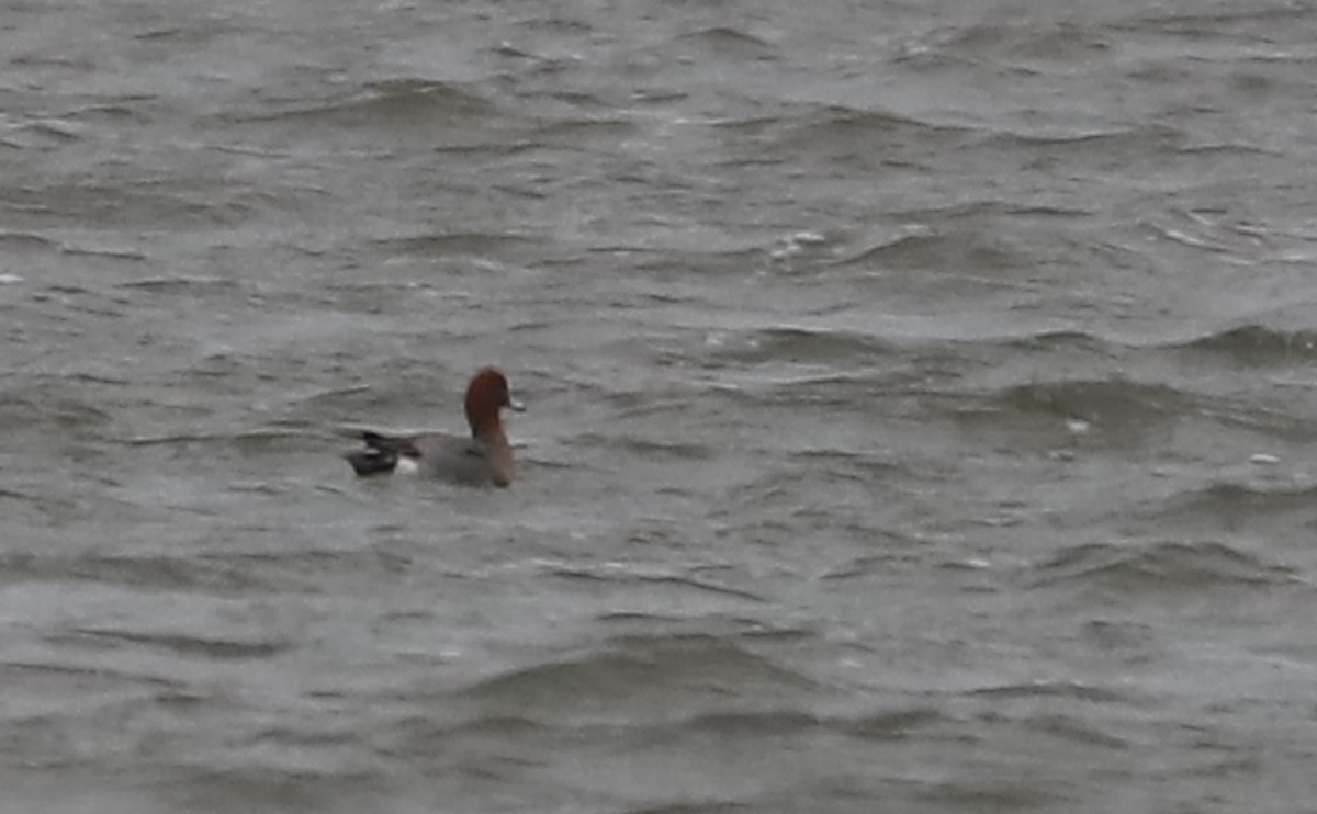 Eurasian Wigeon - ML630972214