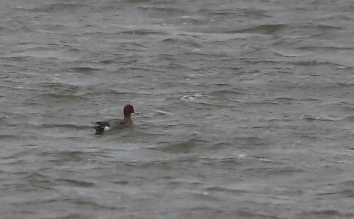 Eurasian Wigeon - ML630972217