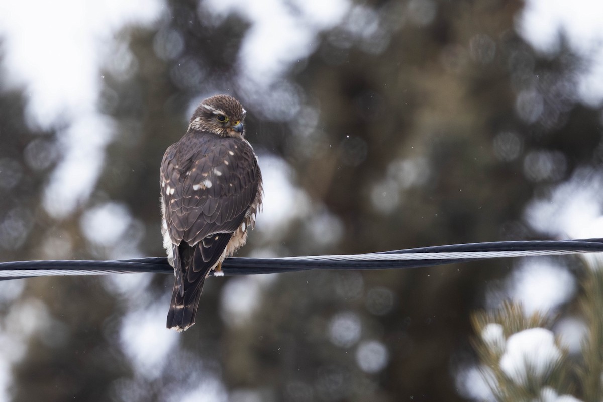Belatz txikia (columbarius) - ML630972414