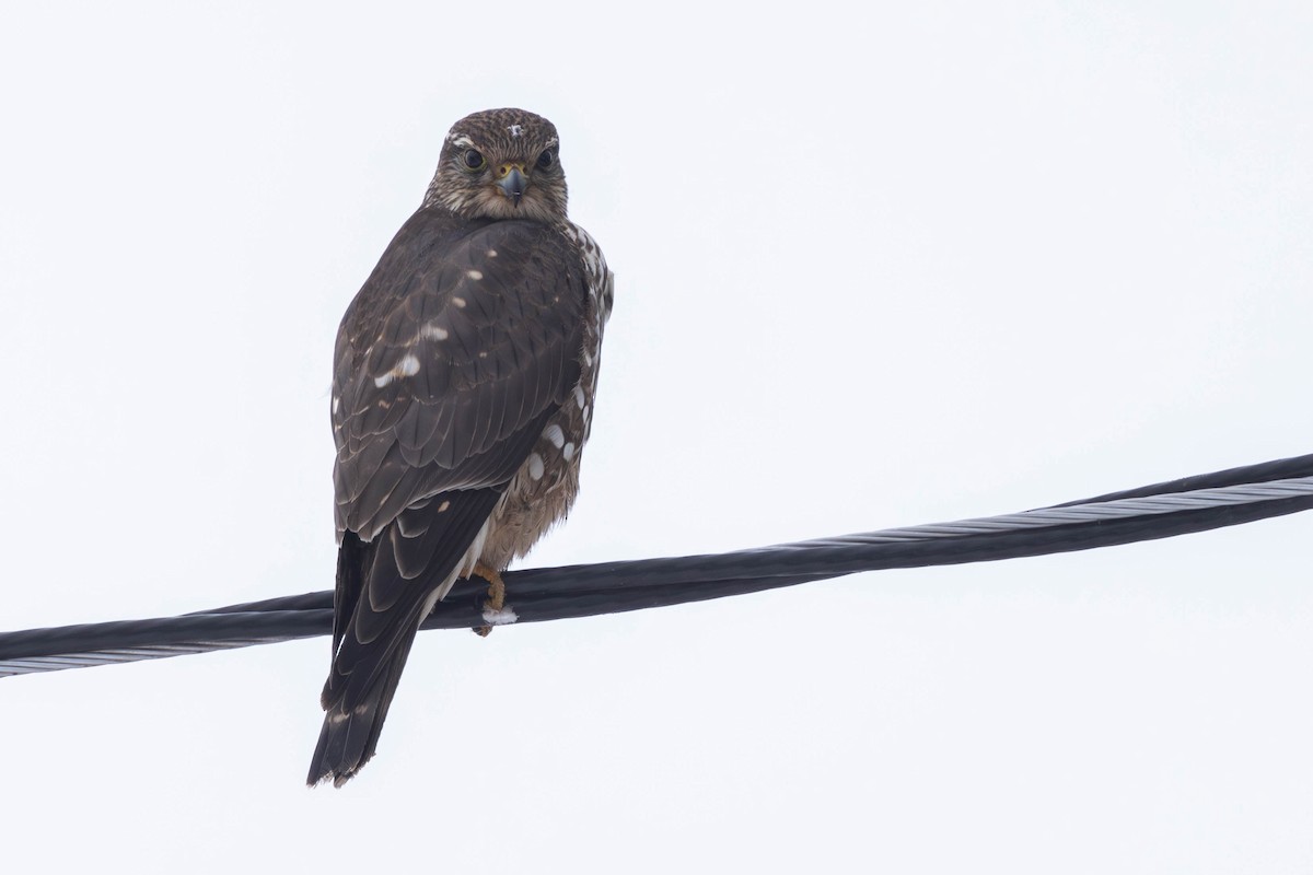 Belatz txikia (columbarius) - ML630972417