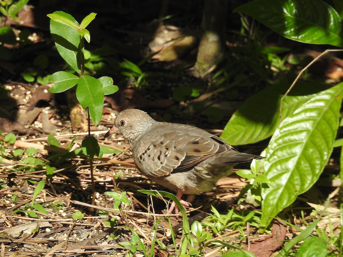 Common Ground Dove - ML630972520
