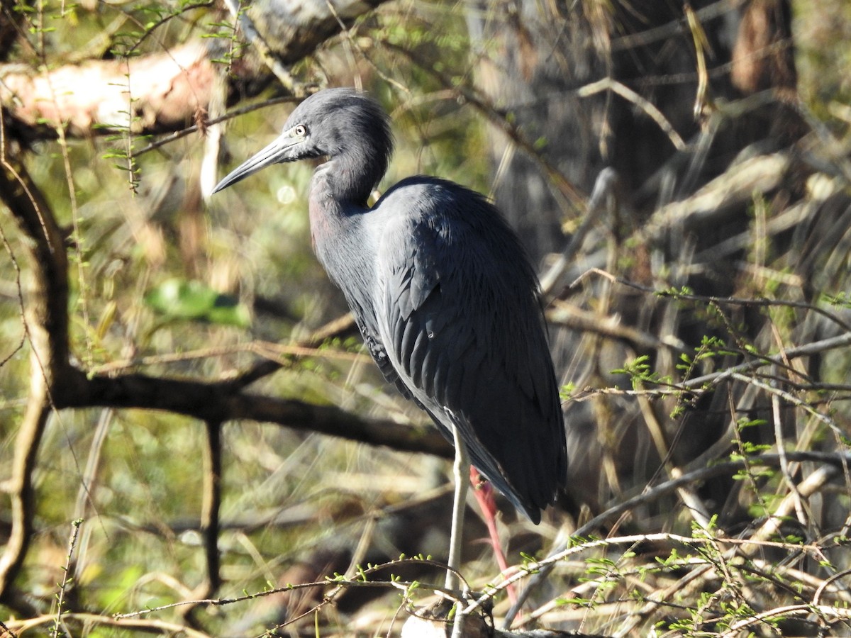 Little Blue Heron - ML630972562