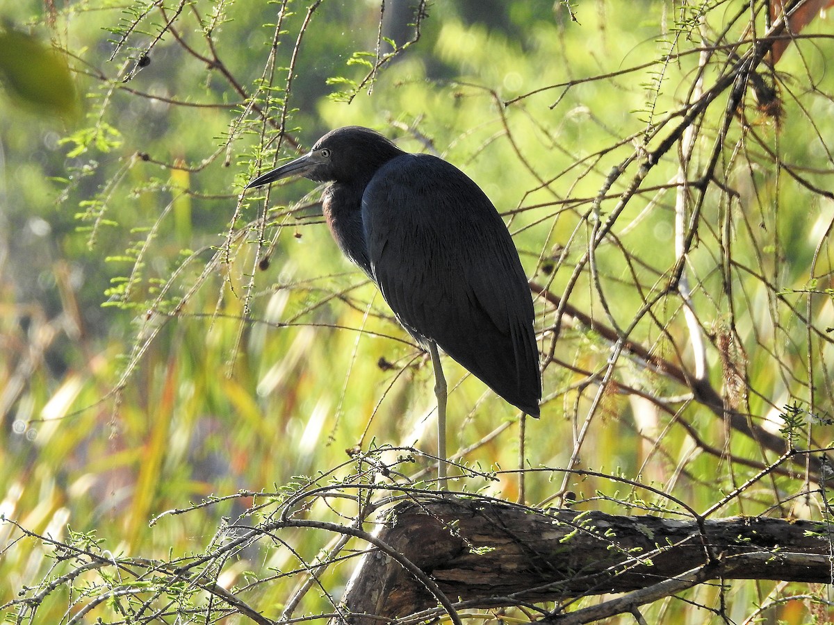 Little Blue Heron - ML630972563