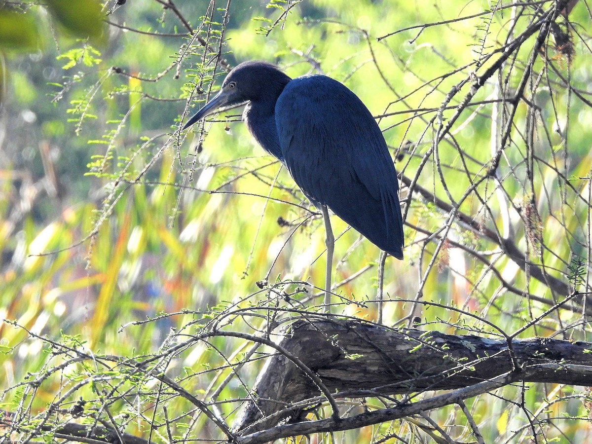 Little Blue Heron - ML630972564
