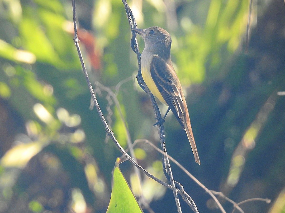 Great Crested Flycatcher - ML630972631