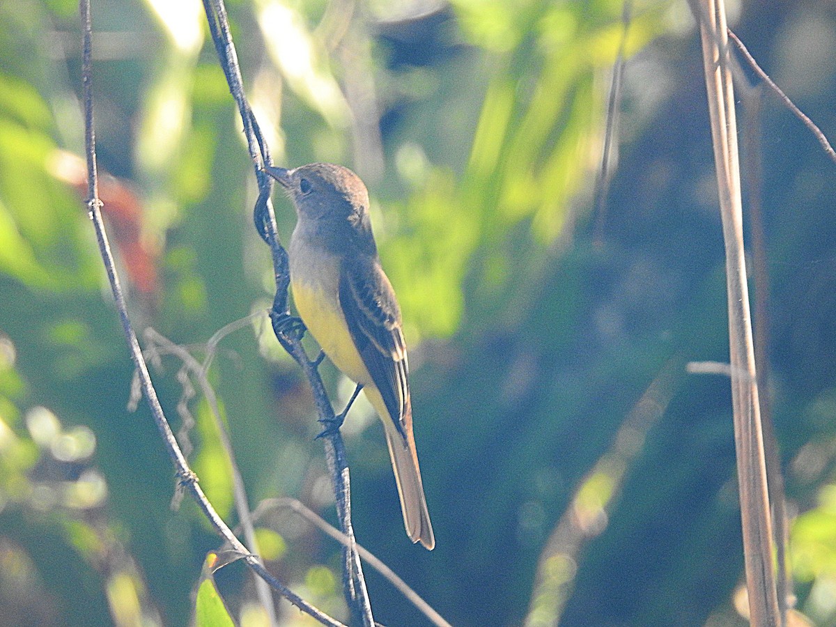 Great Crested Flycatcher - ML630972632