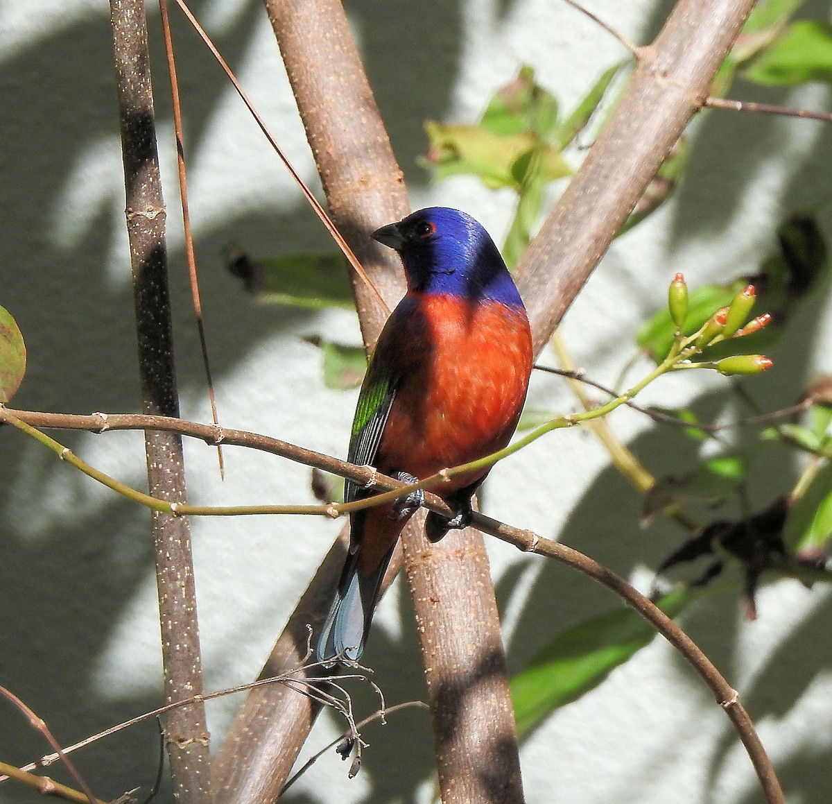 Painted Bunting - ML630972719