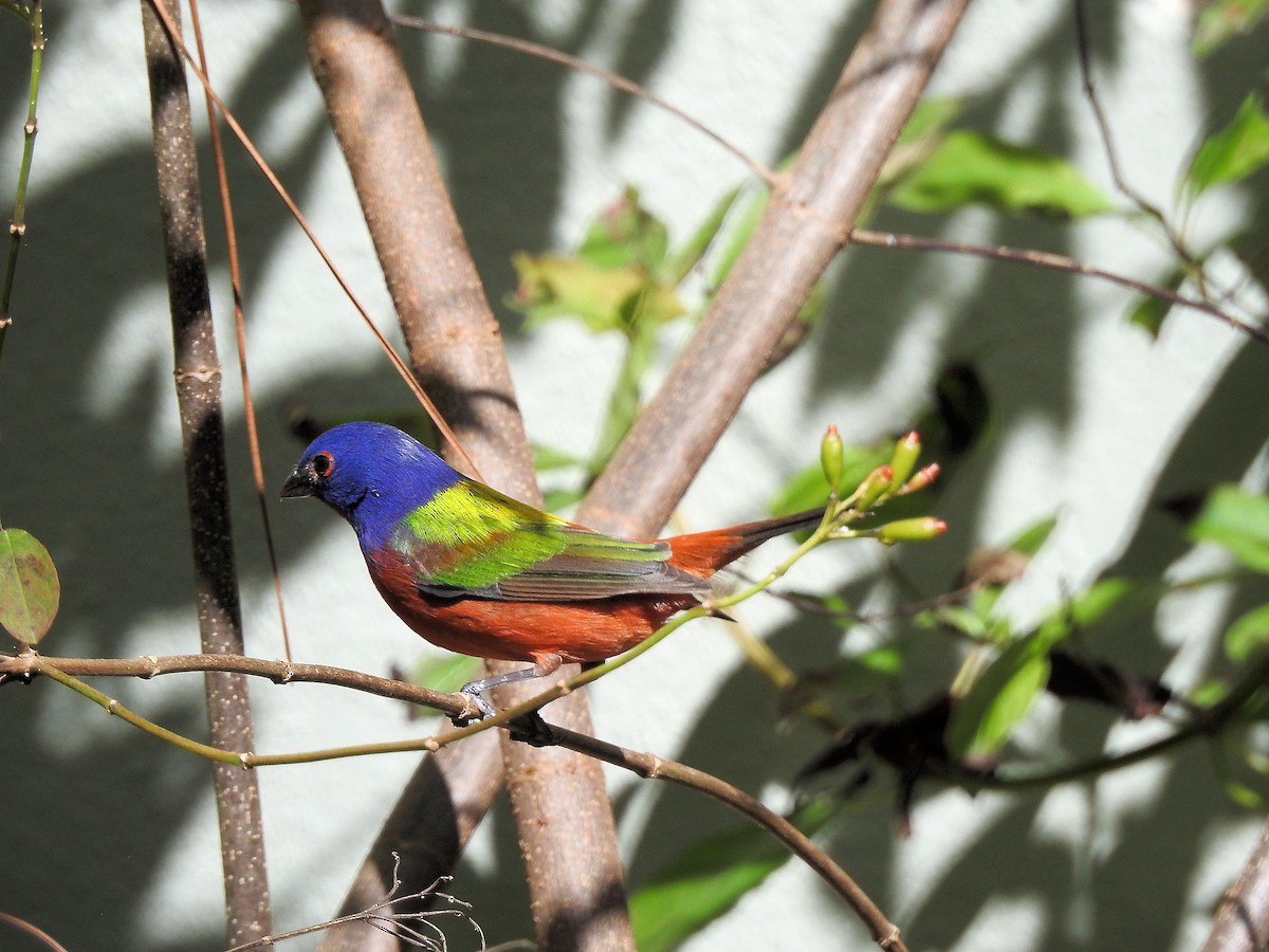 Painted Bunting - ML630972720