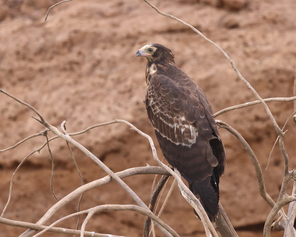 African Harrier-Hawk - ML630972737